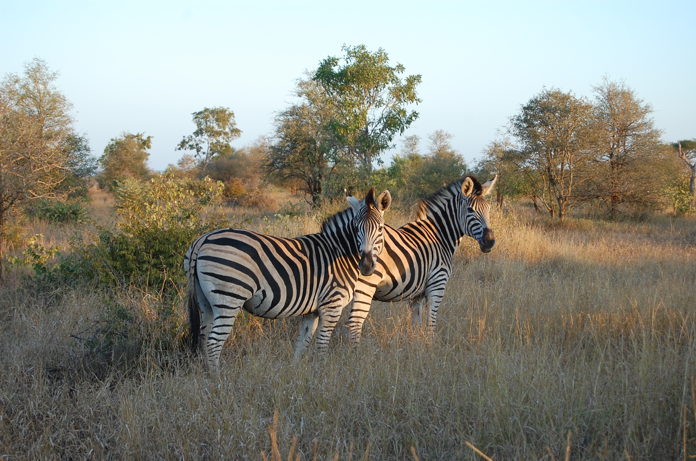 Photo Parc national Kruger - Afrique du Sud