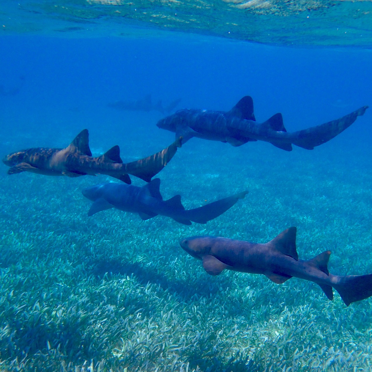 Photo Manjack Cay - Bahamas
